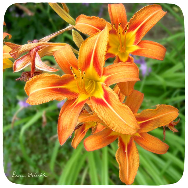 (image for) Fadings Days